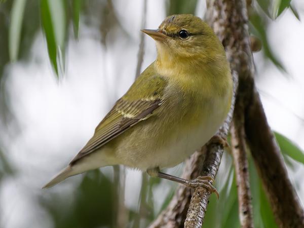 <h3><a href="/trips/costa-rica/biota/animalia/chordata/aves/040 passeriformes/122 parulidae/leiothlypis peregrina/leiothlypis peregrina-nl.html">Leiothlypis&nbsp;peregrina</a> / Tennessee&nbsp;warbler / Tennesseezanger</h3>OM-1 Mark II met OLYMPUS M.150-400mm F4.5, 1/800 sec  bij F4.5, ISO 10000, afstand 4.16&nbsp;m